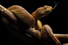 ¿Cómo saber si una serpiente es venenosa o no?
