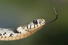¿Cómo nacen las serpientes ovíparas?