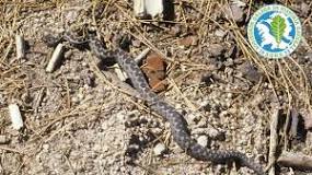 serpientes venenosas en galicia