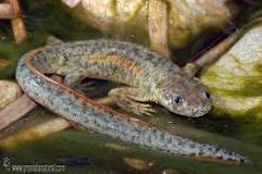 ¿Cómo es el sistema nervioso de los anfibios y reptiles?