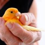 Una cura para los canarios: Ivermectina