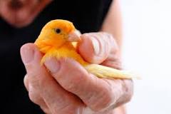 Una cura para los canarios: Ivermectina - 3 - febrero 12, 2023