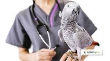 ¿Cómo saber si un ave está enferma?