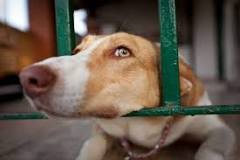 La Perrera de Iztapalapa: ¿una solución para el control de la población de perros? - 1 - febrero 12, 2023