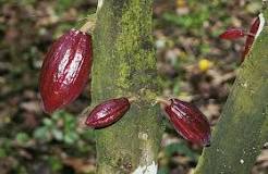 ¿Qué cantidad de cacao se debe consumir al día?