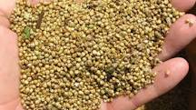 Granos Nutritivos: Mijo o Quinoa - 3 - marzo 1, 2023