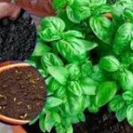 Cultivar albahaca en macetas: Preguntas Frecuentes