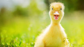 ¿Cómo se sabe si un pato es macho o hembra?