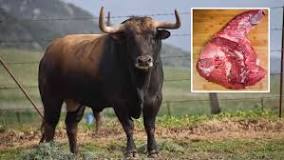 ¿Qué pasa con la carne de los toros de lidia?