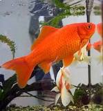 ¿Cómo se llama el pescado de color naranja y rosa?