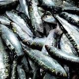 ¿Cómo se llama la sardina pequeña?
