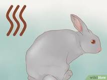 ¿Cómo quitar el olor de la carne de conejo?