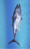 ¿Qué contiene el atún de pescado?