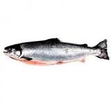 Salmon Adapts to Survive. - 35 - marzo 1, 2023