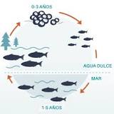 adaptaciones del salmon