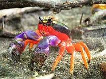 ¿Cuánto tiempo de vida tiene un cangrejo?