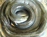¿Qué cuesta un kilo de anguila?
