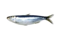 ¿Cuánto vale un kilo de sardinas frescas?