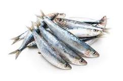 ¿Cuándo es la época de las sardinas?