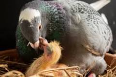 ¿Cuánto pesa una paloma bebé?