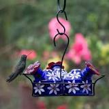 donde viven los colibries