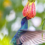 ¿Cómo funciona el sistema digestivo del colibrí?