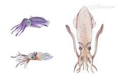 Chipirones vs Calamares: Comparando sus diferencias - 3 - marzo 2, 2023
