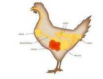 ¿Qué es la gallina y sus características?