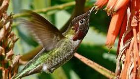 ¿Cuánto tiempo de vida tiene un colibrí?
