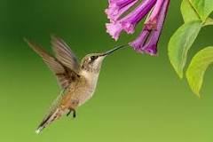 ¿Cuáles son las características del colibrí?