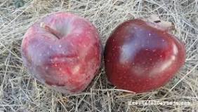 La Cosecha de Manzanas en España - 29 - marzo 2, 2023