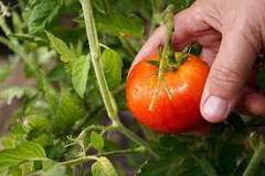¿Cuánto tiempo se tarda en crecer el tomate?