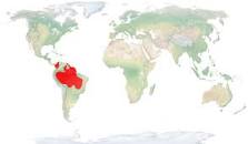 ¿Dónde vive el guacamayo ararauna?