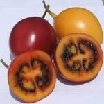 Encontrando Tomates de Árbol en México