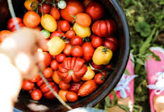 ¿Cómo se llama el tomate de árbol en México?