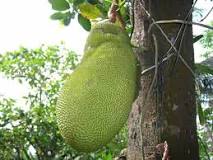 ¿Cómo se llama la fruta grande?