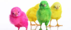 ¿Qué significa ser un pollito de colores?