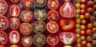 ¿Cuántas variedades de tomates hay y cuáles son?