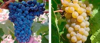 ¿Cuántos tipos de colores hay de uva?