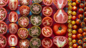 cuantas variedades de tomates hay