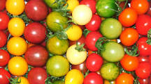 ¿Cuántos colores de tomate existen?