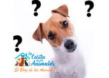 ¿Qué Sabemos Sobre el Perro? Preguntas y Respuestas - 3 - febrero 12, 2023