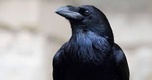 Significado de un Cuervo Negro - 29 - febrero 15, 2023