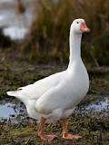 ¿Cuál es la diferencia entre un ganso y un cisne?