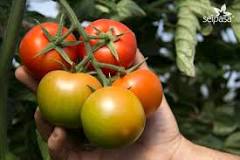 ¿Por qué los tomates cambian de color?