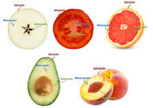 ¿Qué fruta tiene la semilla por dentro?