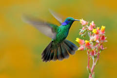 ¿Qué pasa si se te acerca un colibrí?