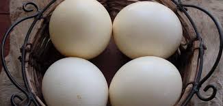 ¿Cuánta Proteína Hay en un Huevo de Avestruz? - 45 - marzo 2, 2023