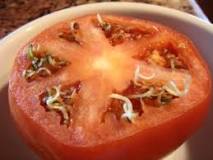 ¿Cuál es la parte comestible del tomate?
