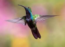 ¿Cómo se llama el vuelo de los colibríes?